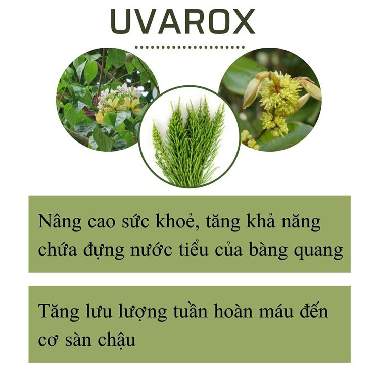 Cao UVAROX – Giúp tăng ngưỡng chịu đựng của bàng quang, tăng khả năng nhịn tiểu 1